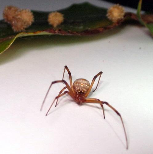 Réf. 16 203 : Latrodectus geometricus