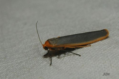 Réf. 16 286 : Eilema sp.