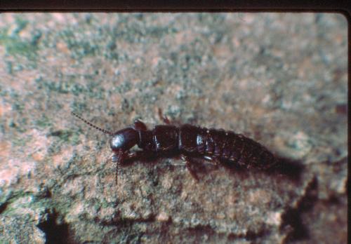 Réf. 16 527 : Embia ramburi
