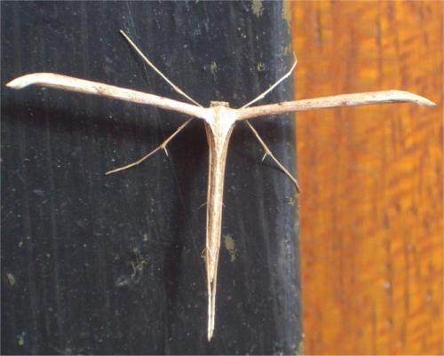 Emmelina sp.