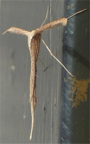 Emmelina monodactyla