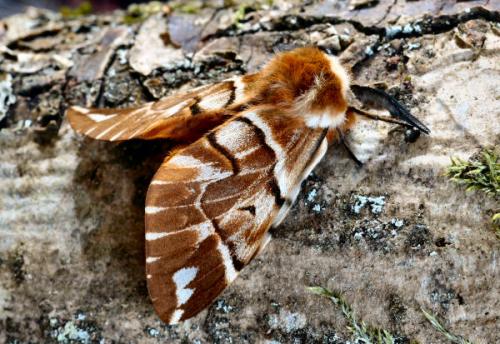 Endromis versicolora