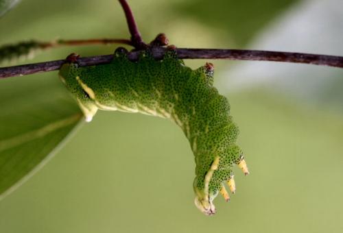 Endromis versicolora
