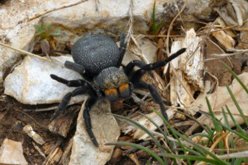 Eresus kollari