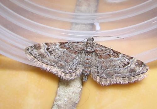 Gymnoscelis rufifasciata