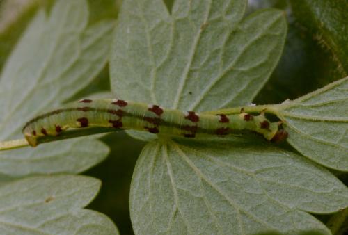 Réf. 16 187 : Eupithecia thalictrata