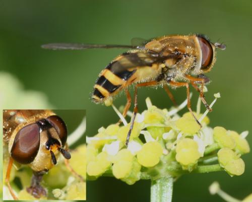 Syrphus ribesii
