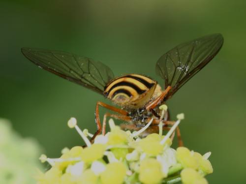 Syrphus ribesii
