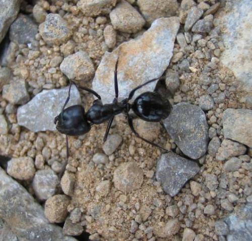Réf. 16 955 : Camponotus sp.