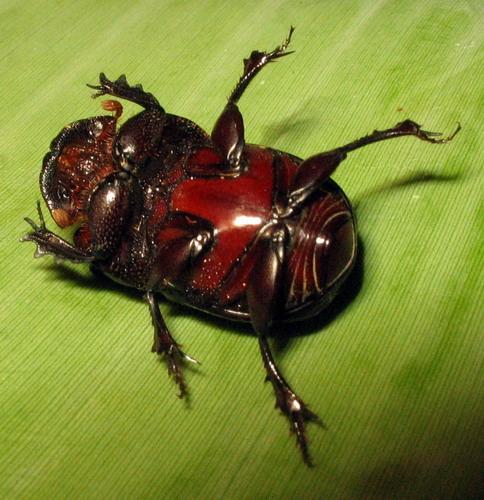 Liatongus militaris