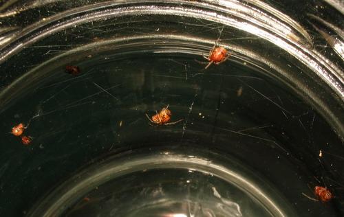 Réf. 16 442 : Achaearanea disparata