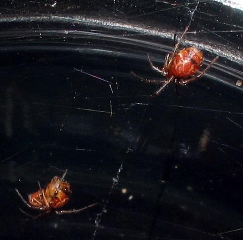 Réf. 16 443 : Achaearanea disparata