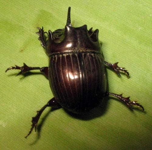 Réf. 16 322 : Copris sp.