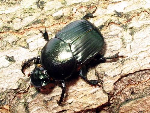 Réf. 16 447 : Onitis sp.