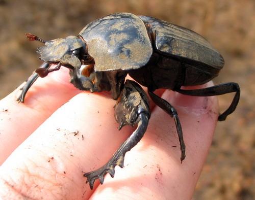 Réf. 16 269 : Pachylomera femoralis