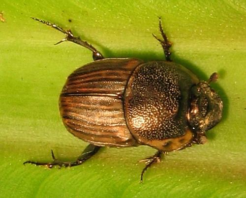 Liatongus militaris