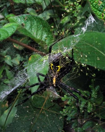 Réf. 16 260 : Argiope levii