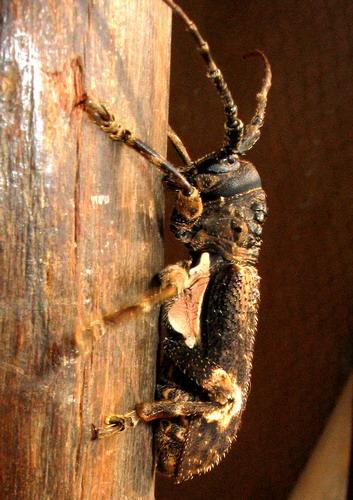 Neopachystola mamillata