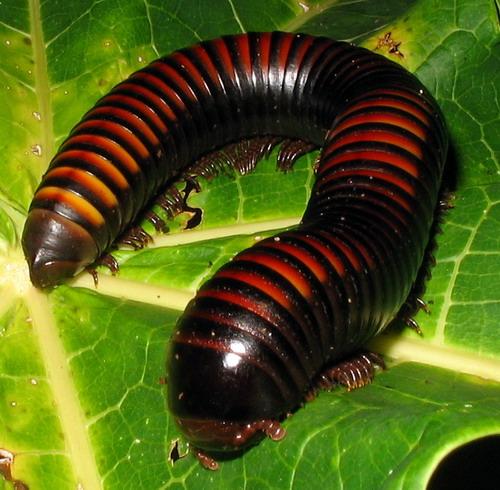 Pachybolini