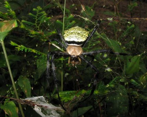 Réf. 16 261 : Argiope levii