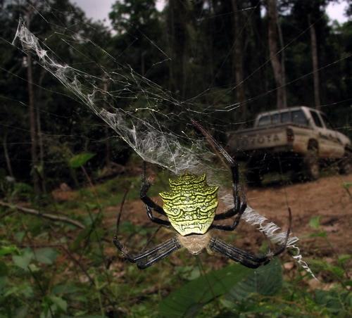 Réf. 16 262 : Argiope levii