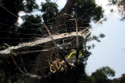 Réf. 16 263 : Argiope levii