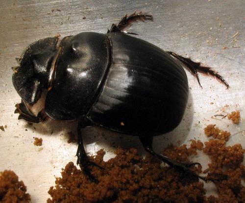 Catharsius sp.