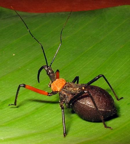 Réf. 16 958 : Rhynocoris nitidulus