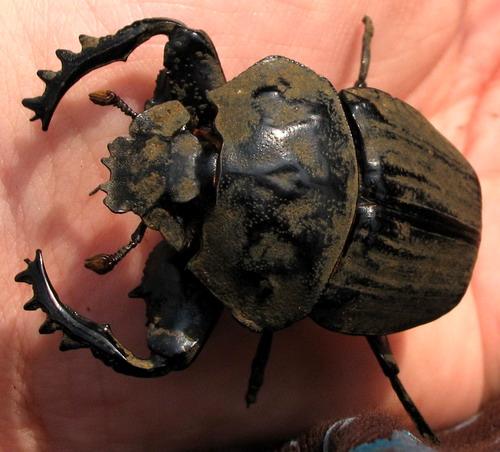 Pachylomera femoralis