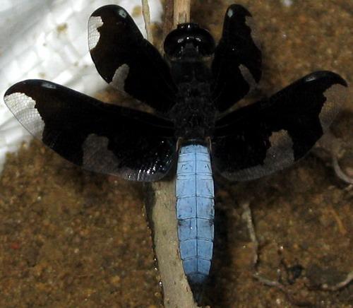 Palpopleura sp.