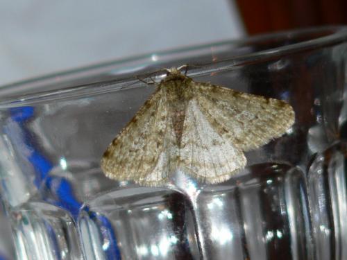Phigalia pilosaria