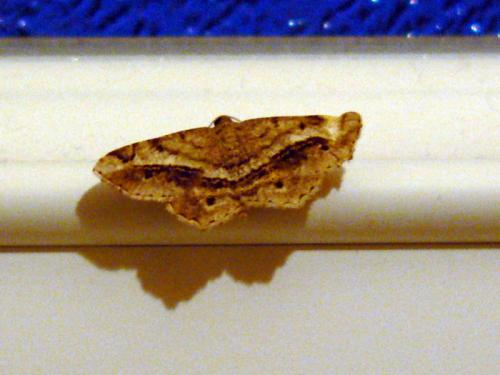 Réf. 16 463 : Chiasmia aestimaria