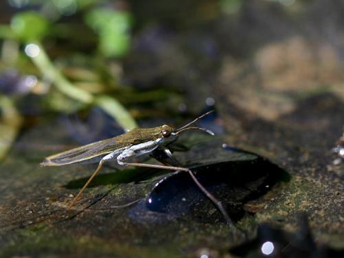 Gerris sp.