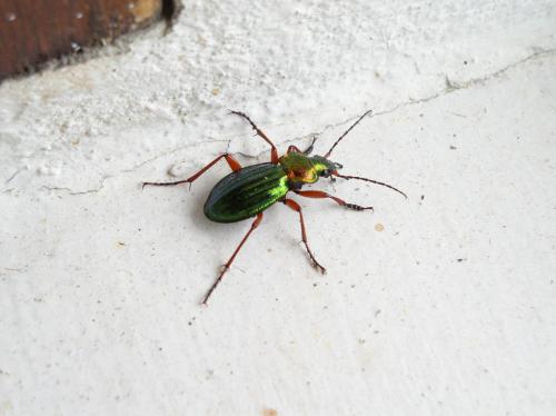 Carabus auronitens auronitens
