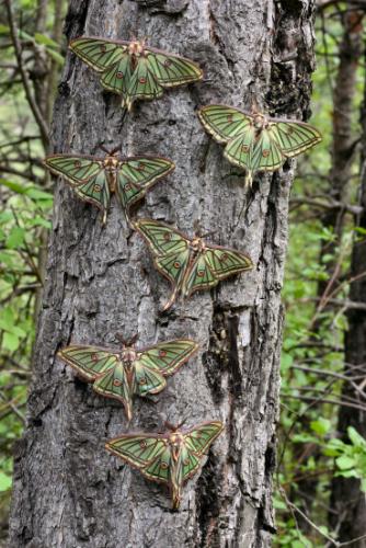 Actias isabellae