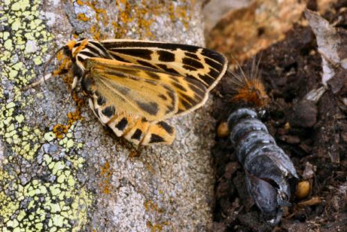 Grammia quenseli