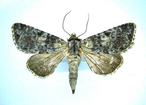 Hadena caesia