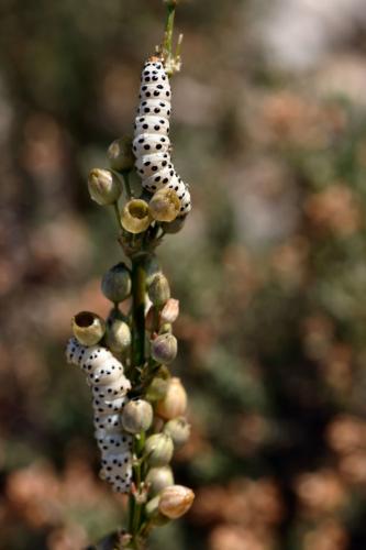 Enterpia laudeti