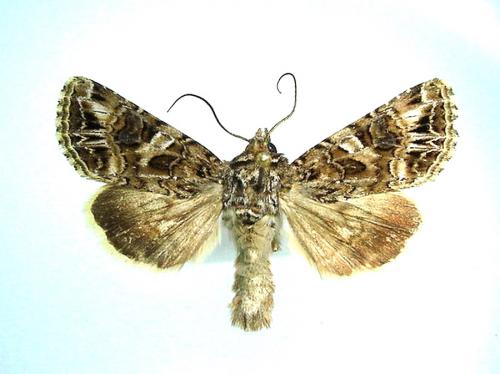 Réf. 16 016 : Anarta odontites