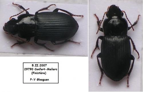 Harpalus sp.
