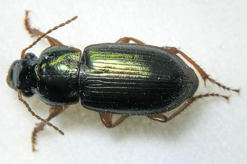 Réf. 16 876 : Harpalus affinis