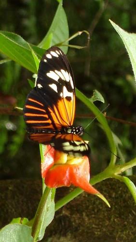 Heliconius elevatus bari