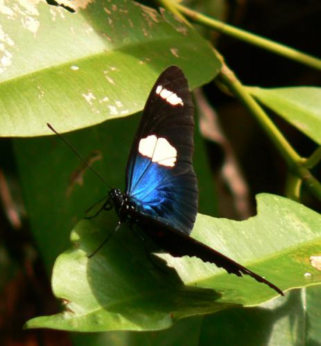 Heliconius sara