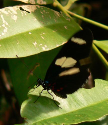 Réf. 16 960 : Heliconius sara