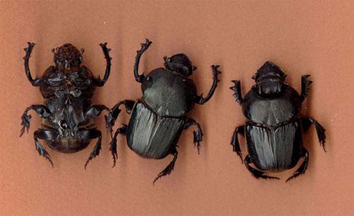 Heteronitis tridens