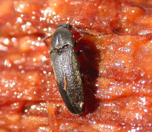 Réf. 16 258 : Hylis foveicollis