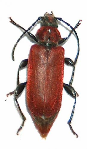 Pyrrhidium sanguineum