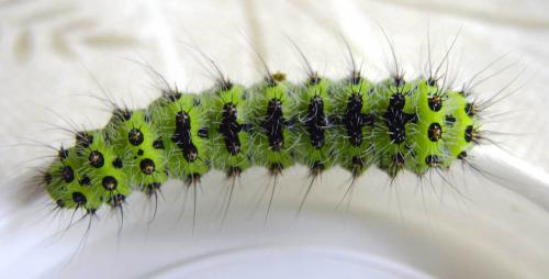Réf. 16 297 : Saturnia pavonia