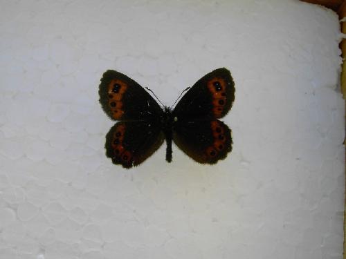 Erebia sp.