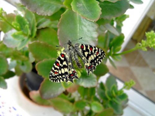 Zerynthia rumina